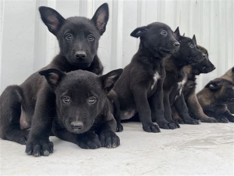 belgian malinois for sale in dallas texas|belgian malinois puppies texas.